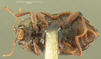 Media type: image;   Entomology 2282 Aspect: habitus ventral view